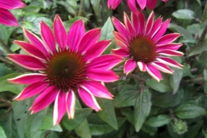 Echinacea 'Pow Wow Wildberry'